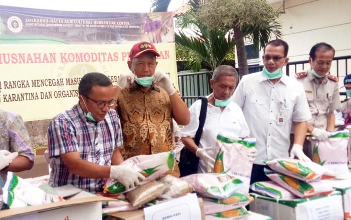 Tercemar Hama Berbahaya, Benih Jagung 6,1 Ton asal India Dimusnahkan Kementan